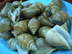 jenis siput laut